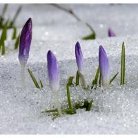 2276_0480 Knospen vom Krokus ragen aus einer Schneedecke - Frühling in Hamburg. | 